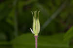 European columbine